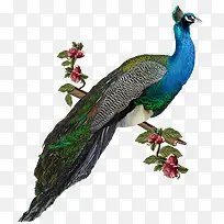 卡通可爱小动物装饰设计动物头像-空若网 卡通可爱小动物装饰设计动物头像-空若网