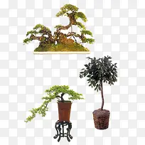 ����ֲ��-������