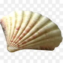 创意摄影扇形贝壳-空若网 创意摄影扇形贝壳-空若网