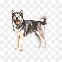 手绘牧羊犬-空若网 手绘牧羊犬-空若网