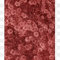 ����ɫ���䱳��-������