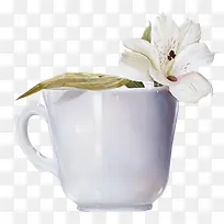 杯中花-空若网 杯中花-空若网