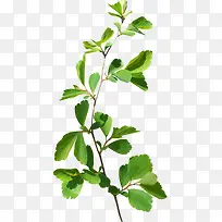 树叶树枝-空若网 树叶树枝-空若网