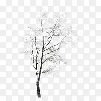 冬天白雪覆盖的树枝-空若网 冬天白雪覆盖的树枝-空若网