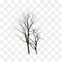 冬天的树植物-空若网 冬天的树植物-空若网