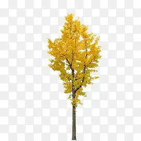 漂亮的银杏树-空若网 漂亮的银杏树-空若网