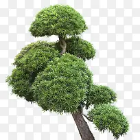 茂密的树枝树冠元素-空若网 茂密的树枝树冠元素-空若网