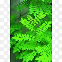 ��ɫ�ݱ�ֲ�ﾰ��Ч����Ӱ-������