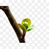 ��֦����ѿ-������