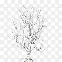 白色树木-空若网 白色树木-空若网