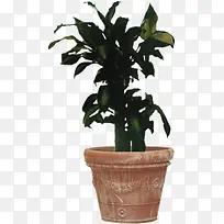 深绿色的盆栽树-空若网 深绿色的盆栽树-空若网