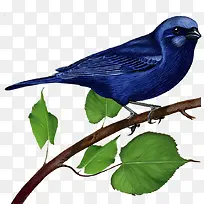 ����ɫ����-������