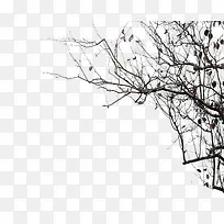树枝-空若网 树枝-空若网