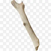 干枯的木头-空若网 干枯的木头-空若网