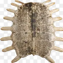 鳖甲背部-空若网 鳖甲背部-空若网