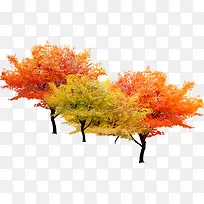 ÇïÌìµÄÊ÷-¿ÕÈôÍø ÇïÌìµÄÊ÷-¿ÕÈôÍø