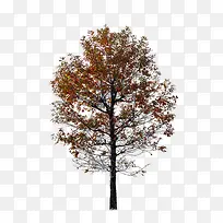 �����ɫ����-������