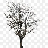 枯萎的大树-空若网 枯萎的大树-空若网