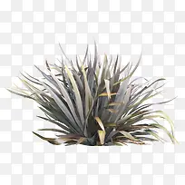 枯萎的小草-空若网 枯萎的小草-空若网