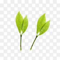 茶叶-空若网 茶叶-空若网