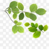 树枝绿叶绿色的叶子-空若网 树枝绿叶绿色的叶子-空若网
