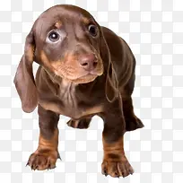 卡通动物动物-空若网 卡通动物动物-空若网