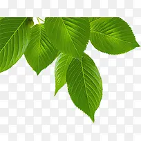 春季黄绿色环保绿叶树枝装饰-空若网 春季黄绿色环保绿叶树枝装饰-空若网