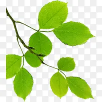 春季黄绿色绿叶树枝装饰-空若网 春季黄绿色绿叶树枝装饰-空若网