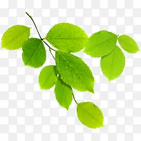 ��������ɫ��Ҷ��֦-������