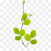 »ÆÂÌÉ«ÇåÐÂÂÌÒ¶Ê÷֦װÊÎ-¿ÕÈôÍø »ÆÂÌÉ«ÇåÐÂÂÌÒ¶Ê÷֦װÊÎ-¿ÕÈôÍø