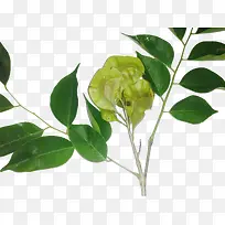 ��Ʒʵ��̴ľ��Ҷ-������