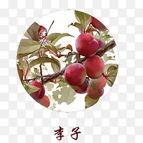 手绘水果-空若网 手绘水果-空若网