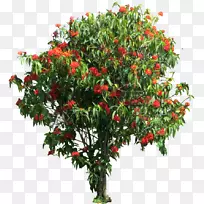 马尾藻灌丛乔木栀子花泰米尔植物-空若网 马尾藻灌丛乔木栀子花泰米尔植物-空若网