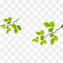 Ê÷Ò¶-¿ÕÈôÍø Ê÷Ò¶-¿ÕÈôÍø