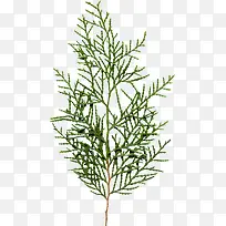 树枝素材-空若网 树枝素材-空若网