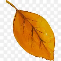 ÊÖ»æË®²Ê¿Ý»ÆÊ÷Ò¶-¿ÕÈôÍø ÊÖ»æË®²Ê¿Ý»ÆÊ÷Ò¶-¿ÕÈôÍø