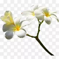 插花艺术-香草-空若网 插花艺术-香草-空若网