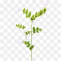 绿色树苗春意盎然-空若网 绿色树苗春意盎然-空若网