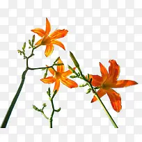 手绘忘忧草-空若网 手绘忘忧草-空若网