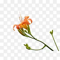 忘忧草实物-空若网 忘忧草实物-空若网