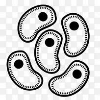 干细胞微生物组织细菌生物学-空若网 干细胞微生物组织细菌生物学-空若网