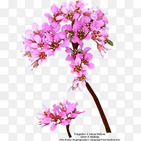 水彩花草素材创意花卉图片-空若网 水彩花草素材创意花卉图片-空若网