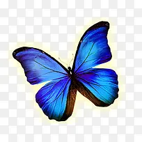 蓝色发光蝴蝶-空若网 蓝色发光蝴蝶-空若网