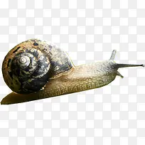 �ɰ����аߵ���ţ-������