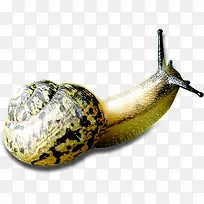 高清摄影缓缓爬行的蜗牛-空若网 高清摄影缓缓爬行的蜗牛-空若网