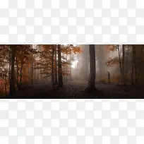 �＾��ɫ��Ҷ���ֹ���-������