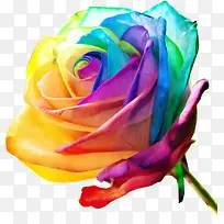 ��ɫõ�� õ�廨 ���� ��ɫ��-������