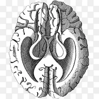 手绘大脑-空若网 手绘大脑-空若网