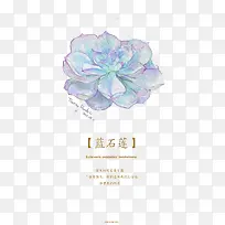 植物-空若网 植物-空若网