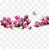 木兰花背景免抠素材-空若网 木兰花背景免抠素材-空若网